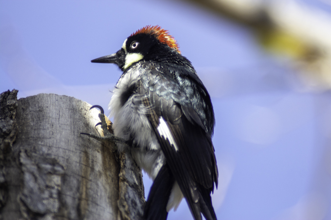 Acorn Woodpecker