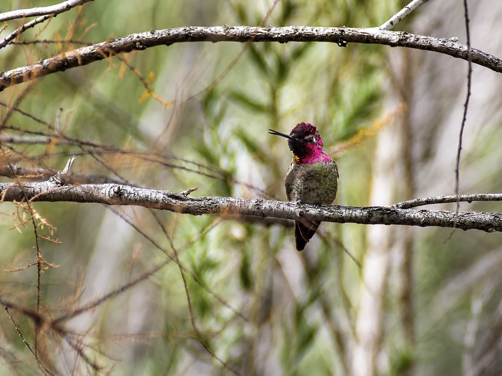 Anna's Hummingbird