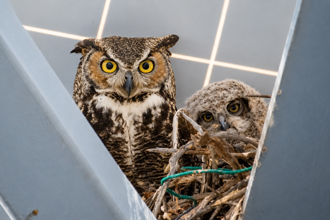 Great Horned Owls