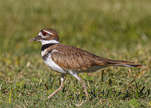 Killdeer