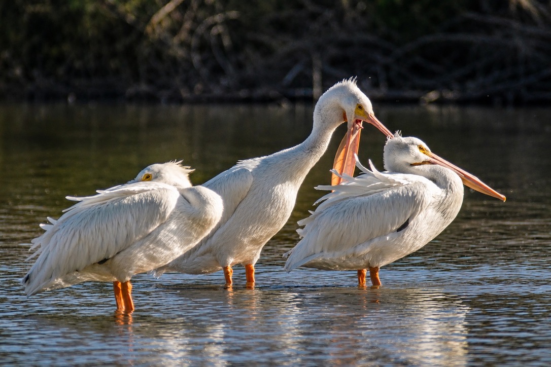 American White Pelicans
